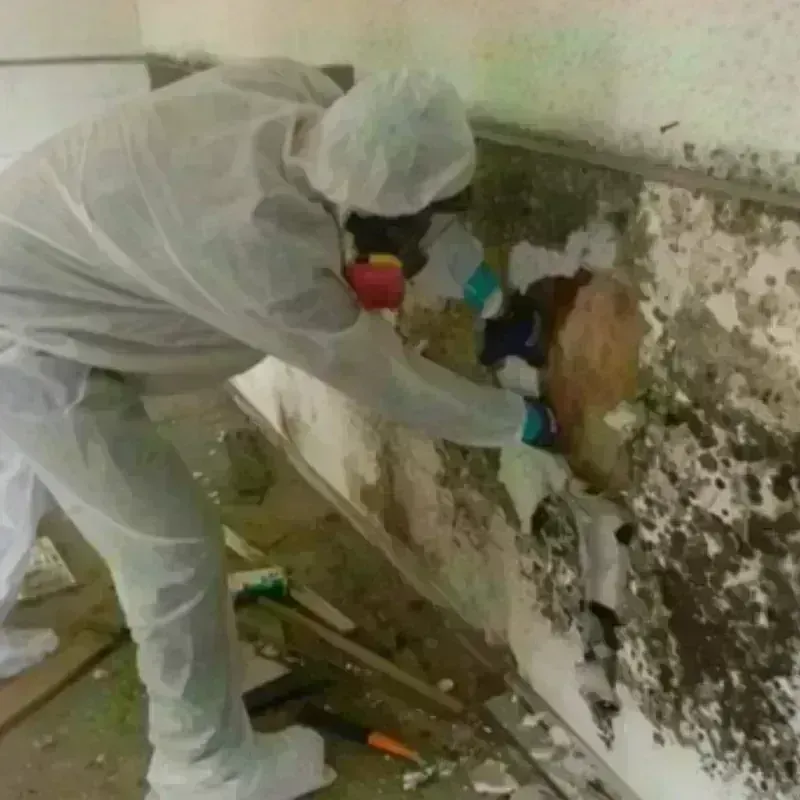 Mold Remediation and Removal in Pueblo, CO